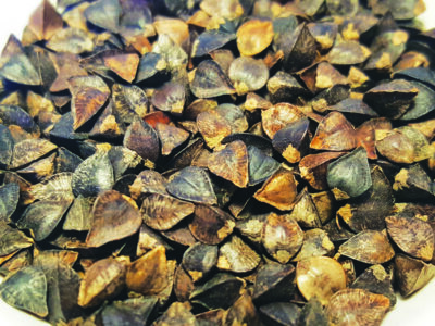 Pile of oblong Japanese buckwheat seeds.